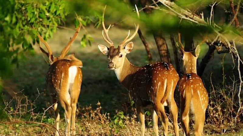 Hotels in Wilpattu Hotels in Wilpattu