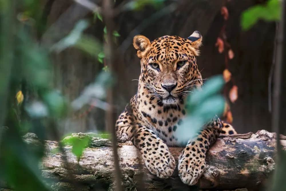 Fotoreise Wildtiere Sri Lanka
