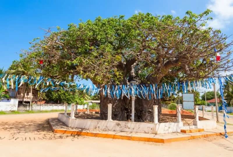 Baobab-Baum von Mannar