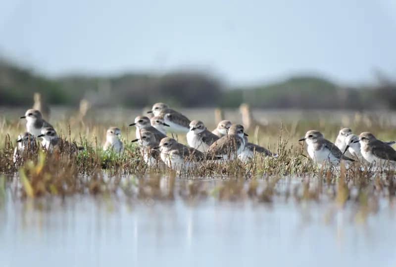 Vogelbeobachtung in Mannar