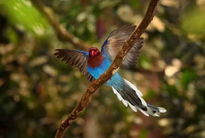 Vogelbeobachtung in Sinharaja