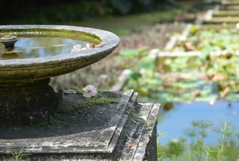 Brief Gardens