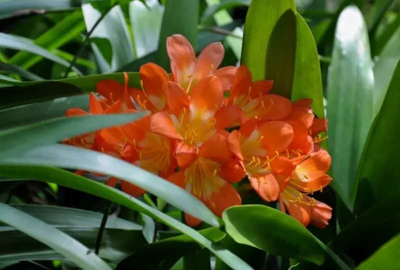 Hakgala Botanischer Garten