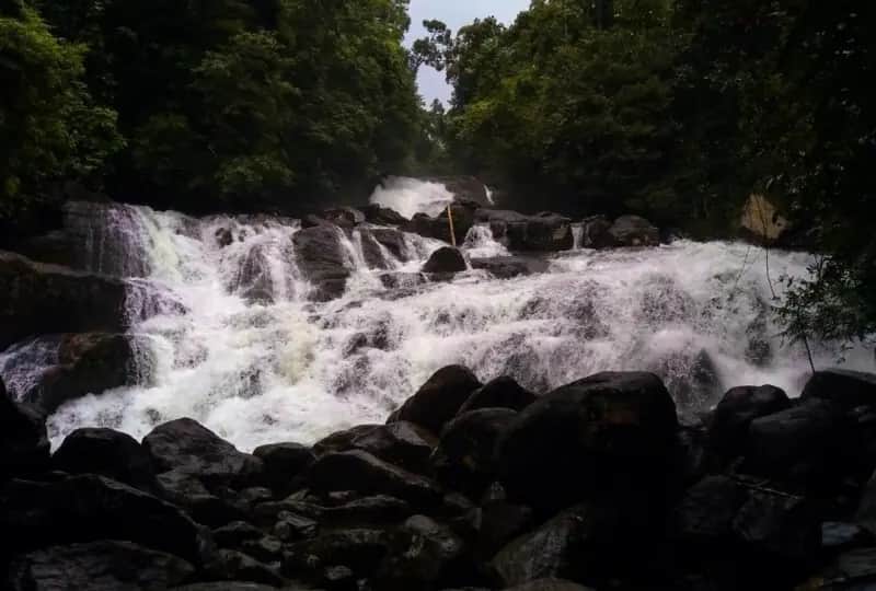Kanneliya Regenwald