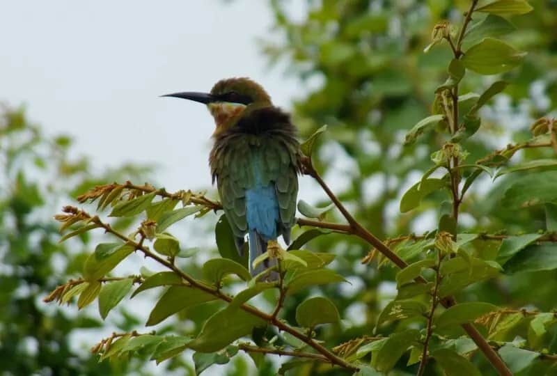 Kumana Nationalpark
