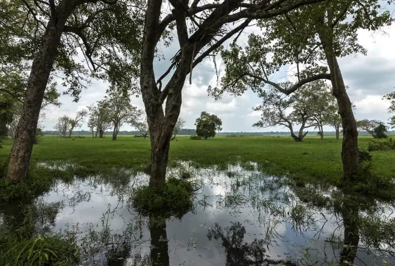 Lahugala Nationalpark Safari