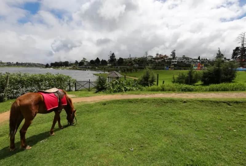 Nuwara Eliya Pferderennbahn