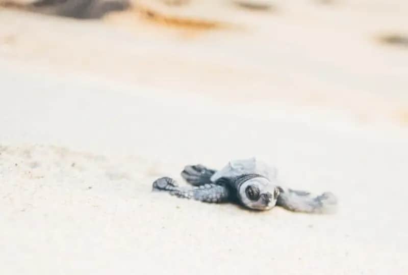 Schildkrötenbeobachtung Rekawa