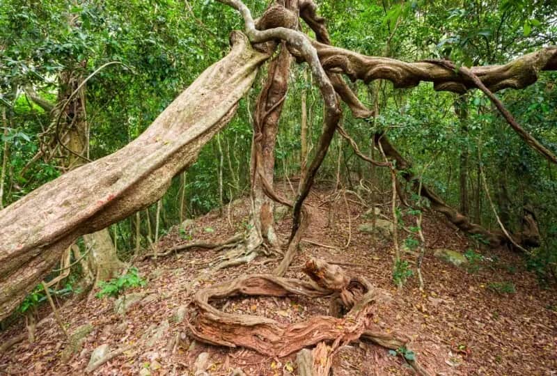 Udawattakele Forest Reserve