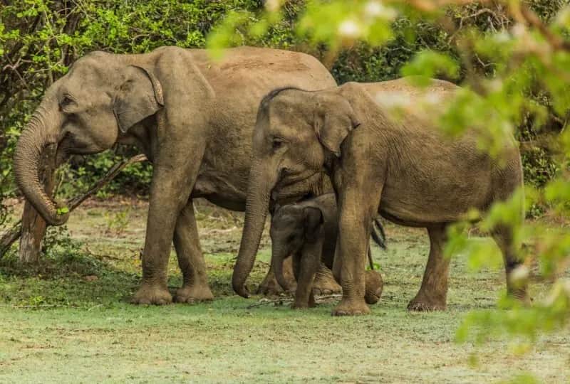 Wasgamuwa Nationalpark