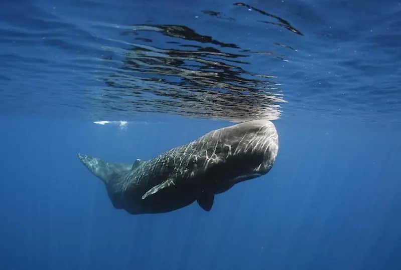 Wal- & Delfinbeobachtung in Trincomalee