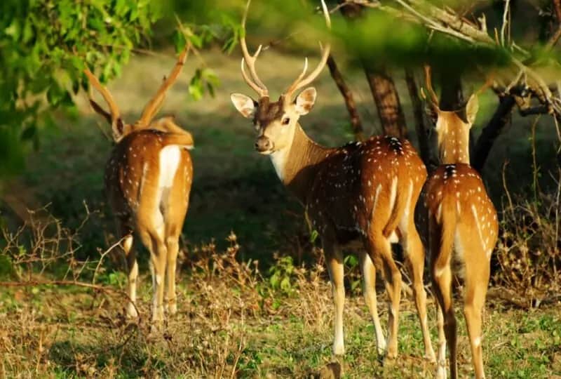 Wilpattu Nationalpark Safari