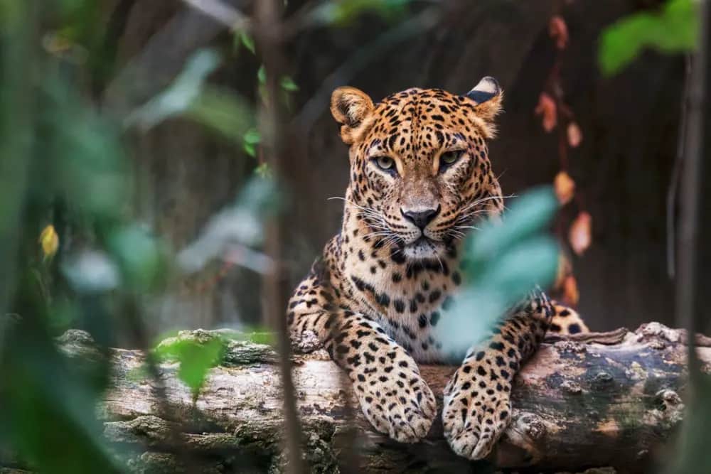 Yala Nationalpark Safari