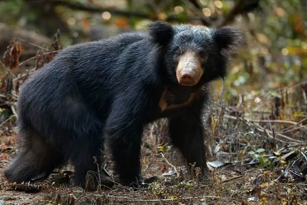 Aktivitäten in Wildparks und Naturschutzgebieten